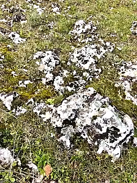 Sert erkek21 ysm online show from 03-30-26, 01:12