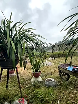 miemie-xx online show from 11-17-25, 01:11