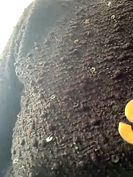 Emily-y online show from 12-17-25, 03:12