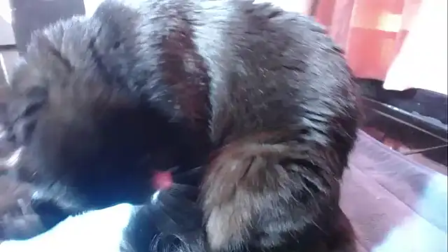 sasha sexy1 online show from 03-01-26, 02:52