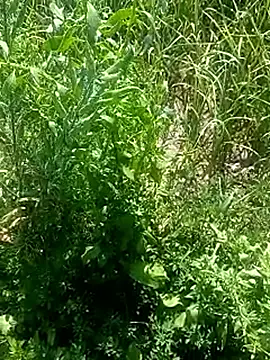 Snapshot of Sunenabhabh chatting on 03-04-26, 08:09 Sunenabhabh online show from 03-04-26, 08:09