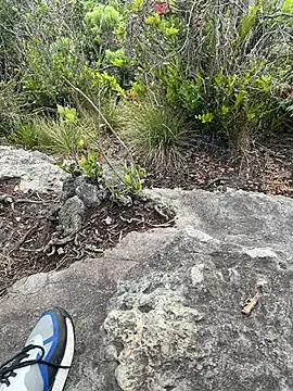 toritoga online show from 03-25-26, 06:36