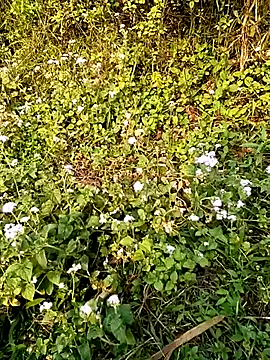 seacyre online show from 04-13-26, 01:00