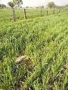 hornycouple20000 online show from 01-09-26, 05:10