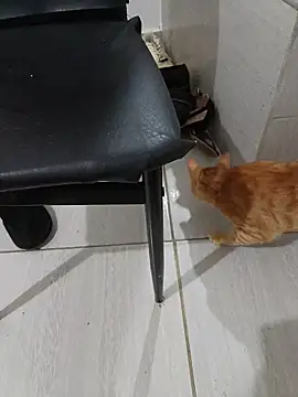 hotbuch online show from 01-06-26, 06:55