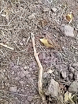 Cute Boy 4 online show from 04-07-26, 07:31