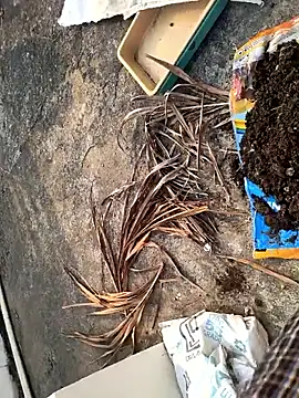 Snapshot of Castrol1289 chatting on 02-27-26, 03:06 Castrol1289 online show from 02-27-26, 03:06