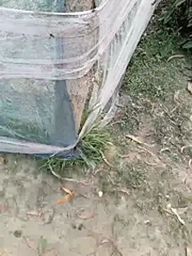 Snapshot of Tanla_akter chatting on 03-04-26, 11:38 Tanla akter online show from 03-04-26, 11:38