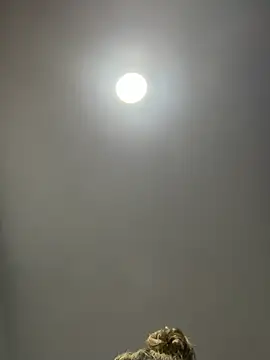 Snapshot of Angelicalove07 chatting on 03-01-26, 04:03 Angelicalove07 online show from 03-01-26, 04:03