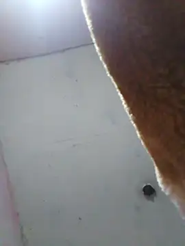 cobrosdepagos online show from 04-16-26, 08:04