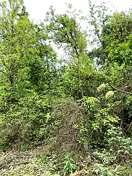 yin202601 online show from 03-26-26, 06:08