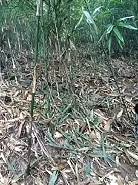 kalara kail online show from 03-16-26, 01:55