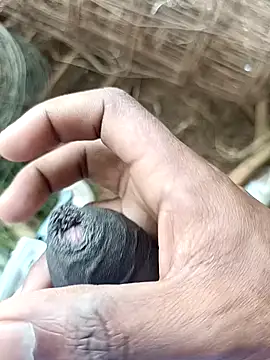 sanju 5418 online show from 04-07-26, 07:09