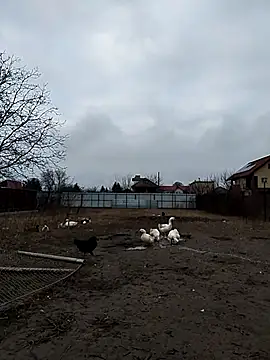 sarpe4 online show from 12-23-25, 06:44