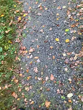 hamstergrabben online show from 10-24-25, 11:50