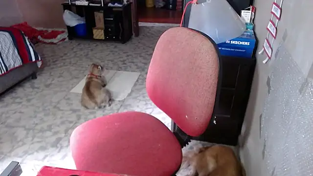 Barbiegomez online show from 03-24-26, 06:02