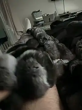 Furdale online show from 02-24-26, 04:49