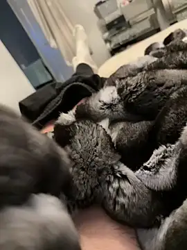 Furdale online show from 02-26-26, 05:23