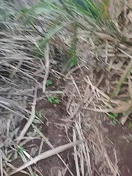 india cobra online show from 10-25-25, 12:34