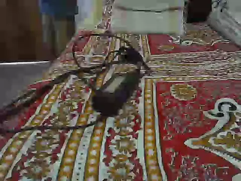 Snapshot of Roxy_Hard chatting on 04-08-26, 10:37 Roxy Hard online show from 04-08-26, 10:37
