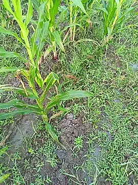 kummuduabbai online show from 03-11-26, 01:11