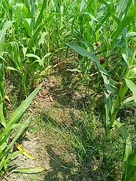 kummuduabbai online show from 03-25-26, 07:47