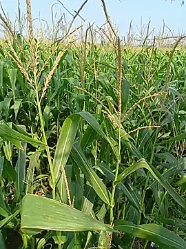 kummuduabbai online show from 04-12-26, 04:06